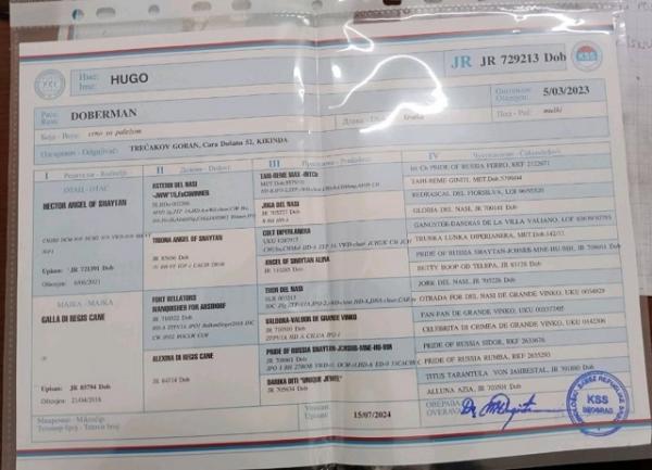 Доберман, топ-собаки — фото 5